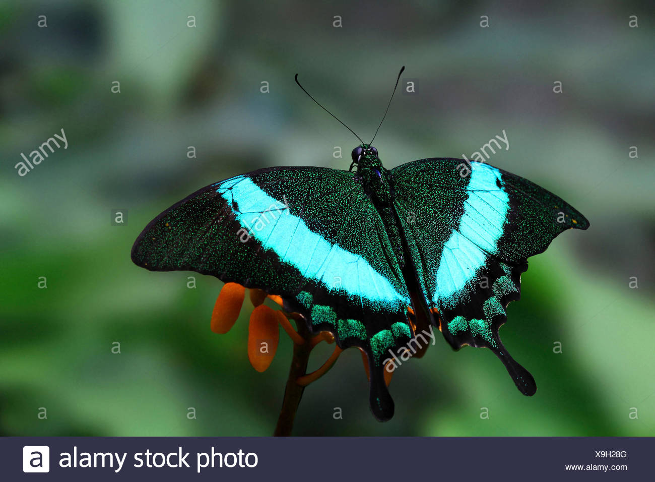 Sưu tập Bộ cánh vẩy 2 - Page 62 Green-dovetail-papilio-blumei-butterfly-X9H28G