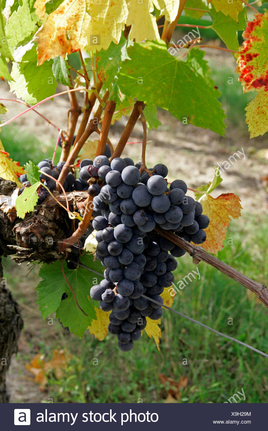 Bordeaux Grapes Stock Photos & Bordeaux Grapes Stock Images Alamy