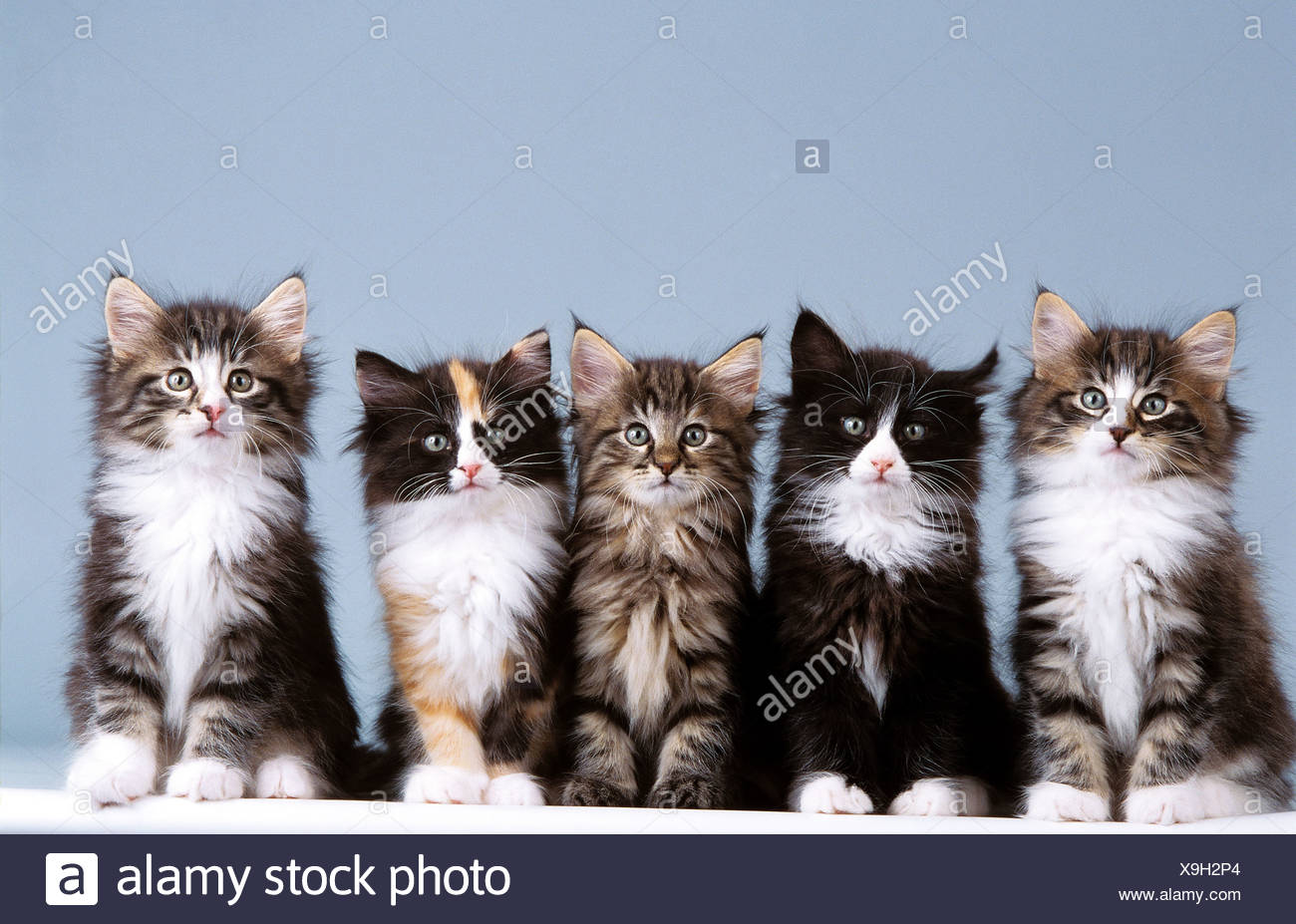 He Cats Stock Photos He Cats Stock Images Alamy