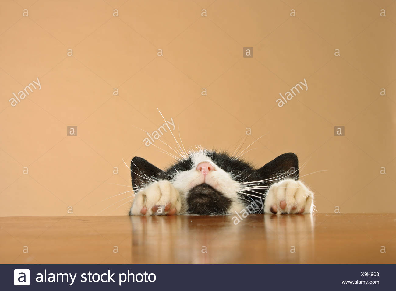 cat - head and paws on edge of table Stock Photo - Alamy