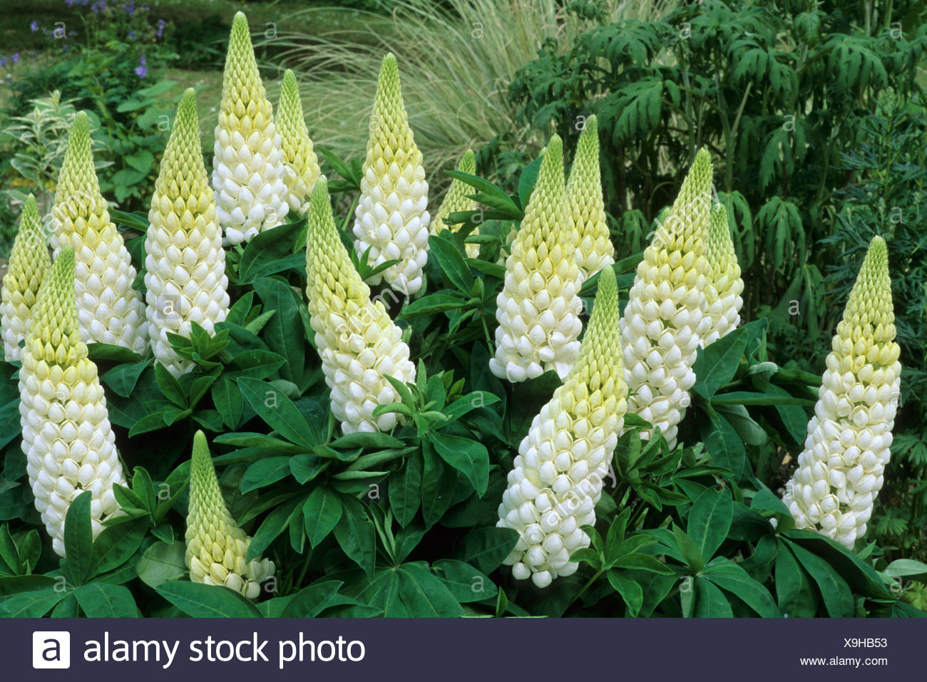 Lupinus Polar Princess Lupin White Flowers Cool Colours Garden Plant Horticulture Lupins Stock Photo Alamy