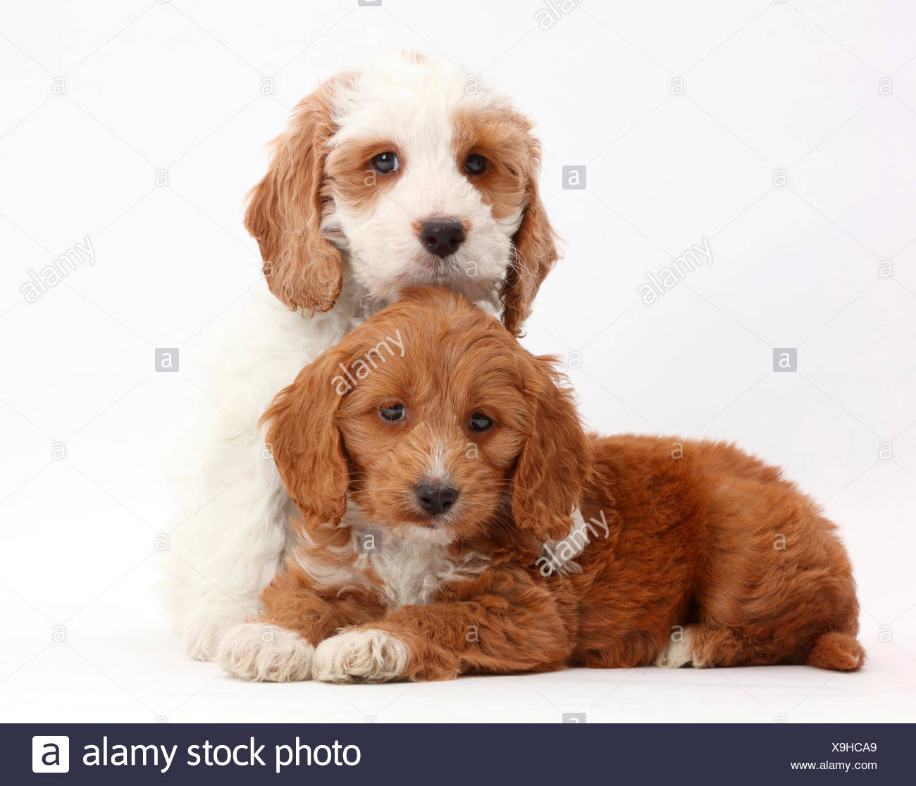 red and white cockapoo