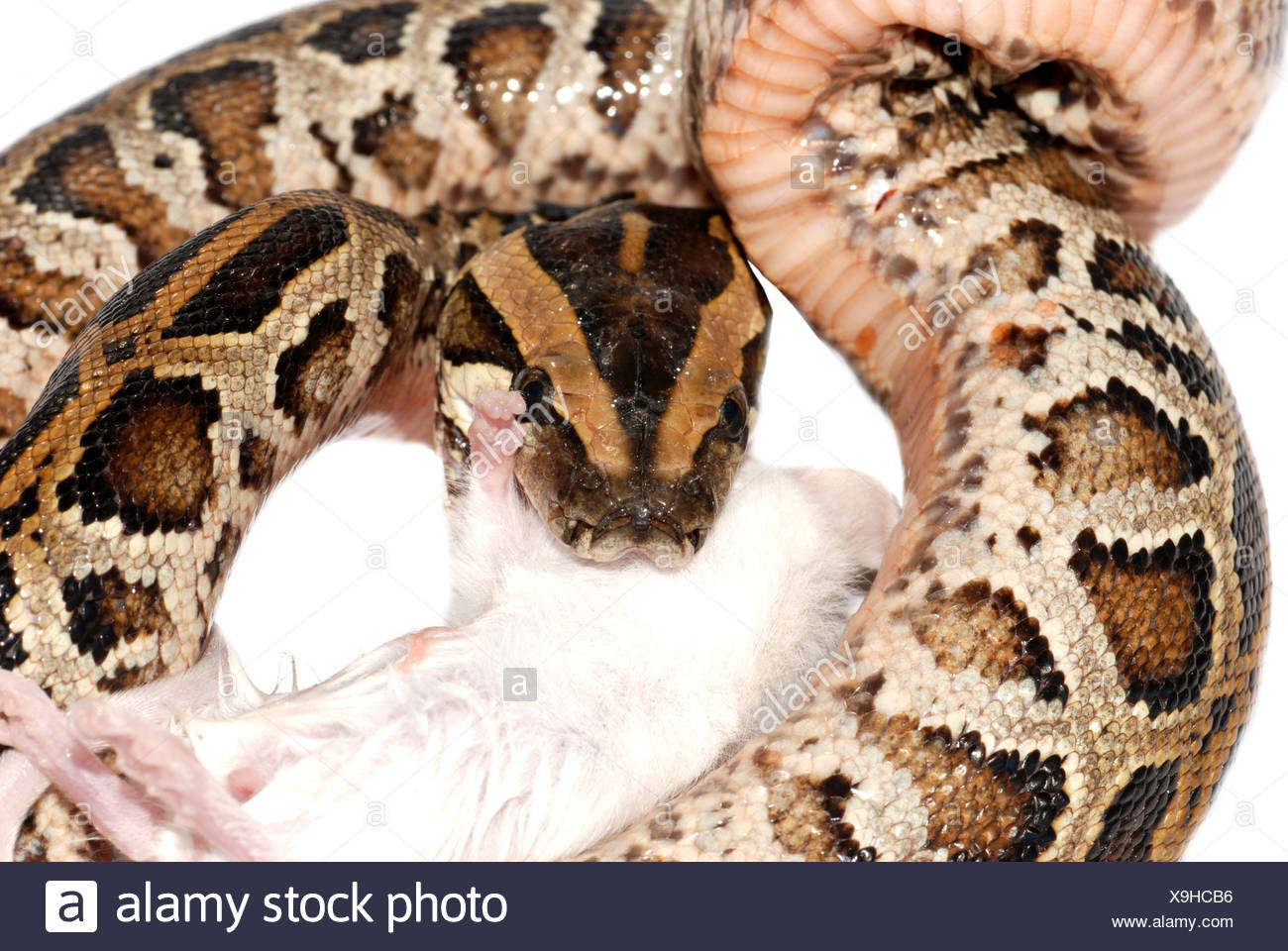Brown Rat Snake High Resolution Stock Photography and Images - Alamy