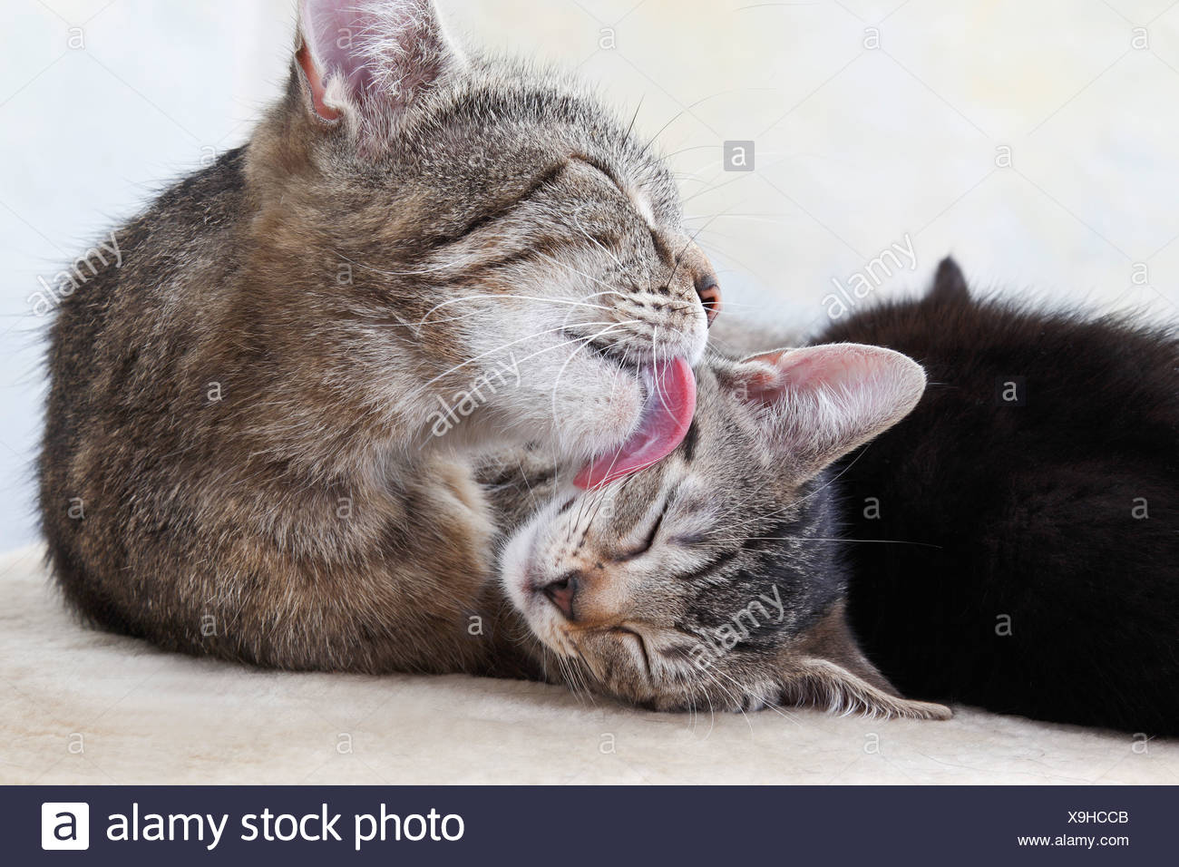 Tabby Cat Face High Resolution Stock Photography and Images Alamy