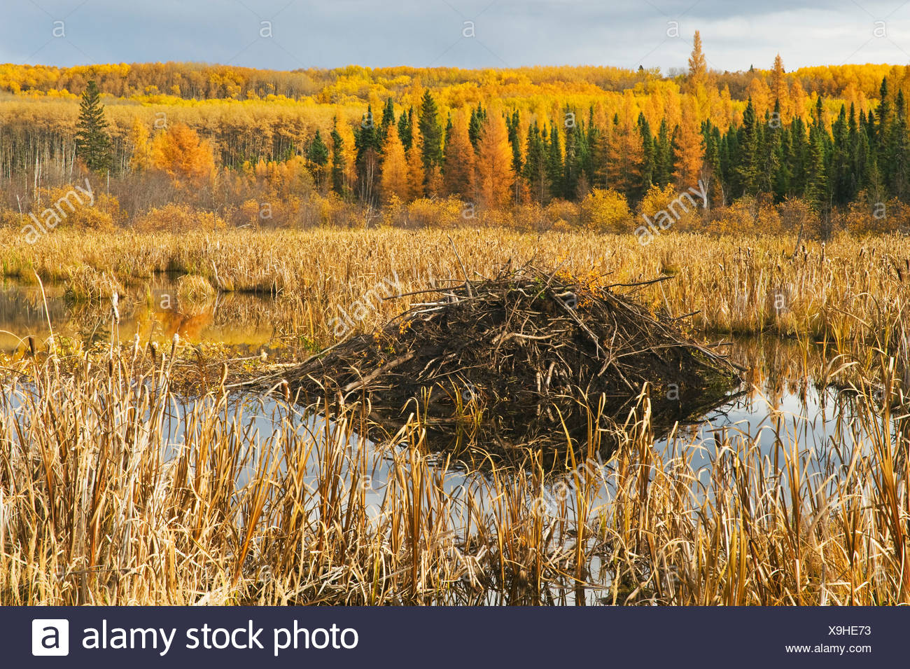 Beaver Lodges High Resolution Stock Photography and Images Alamy
