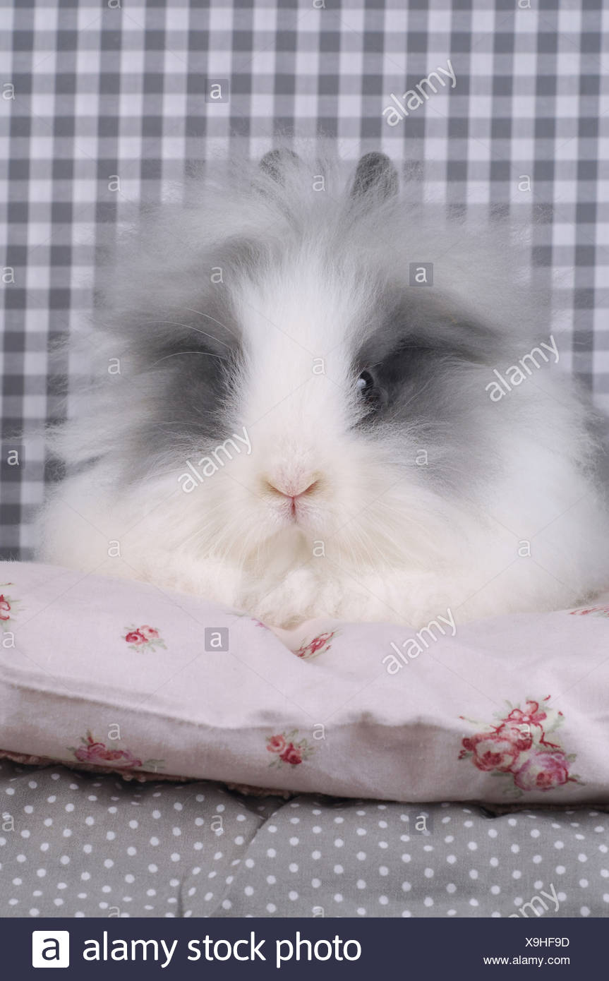 dwarf teddy rabbit
