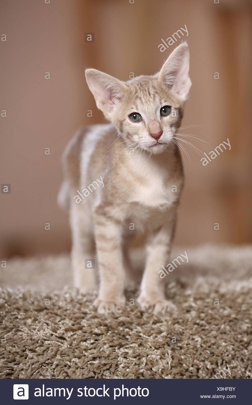 Oriental Shorthair Kitten Stock Photo 281283071 Alamy
