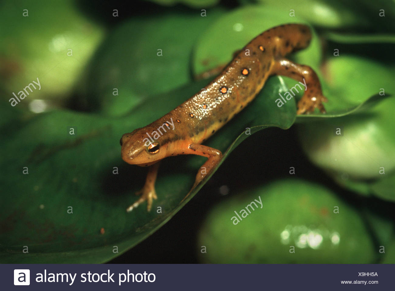Newt Stock Photo