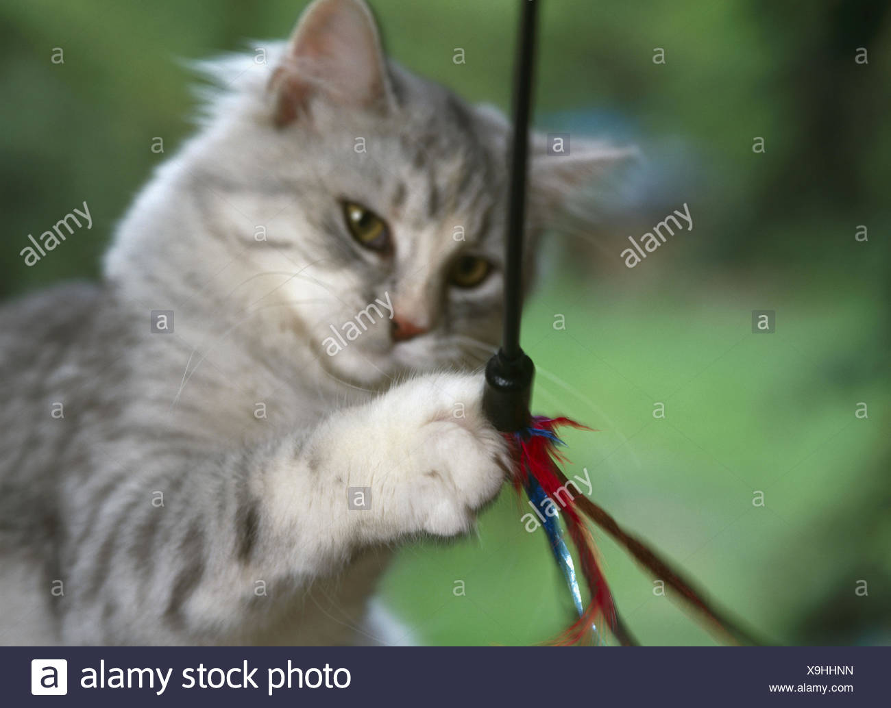 siberian cat toys