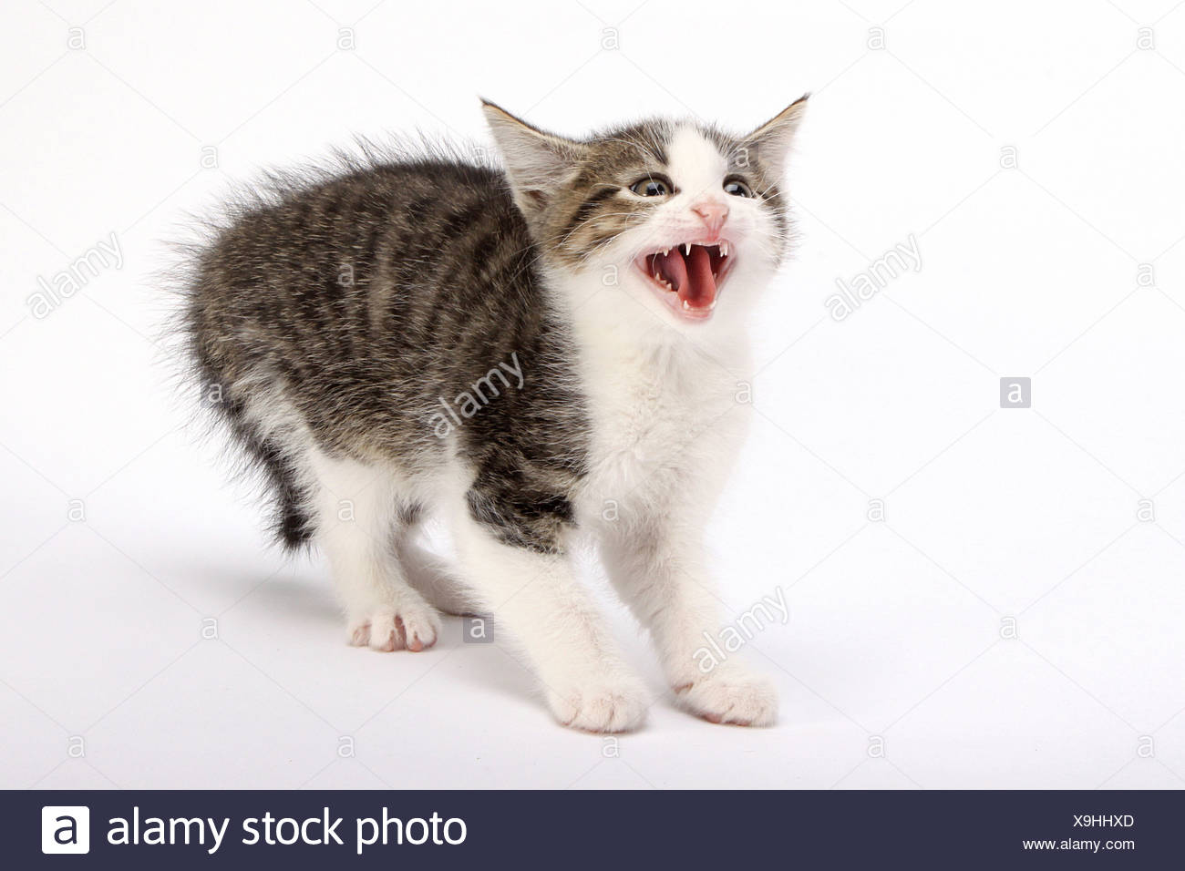 Pin By Lori Roeder On Hisses And Purrs Kitten Care Newborn Kitten Care Newborn Kittens