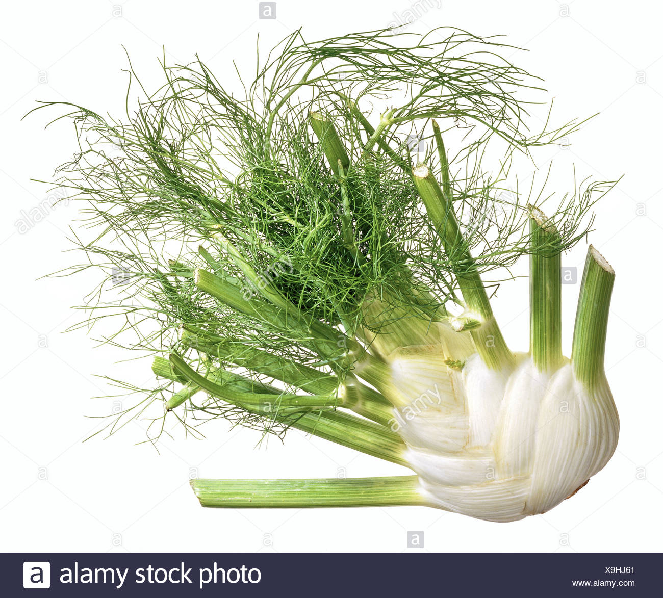 Fennel Nodule High Resolution Stock Photography and Images Alamy