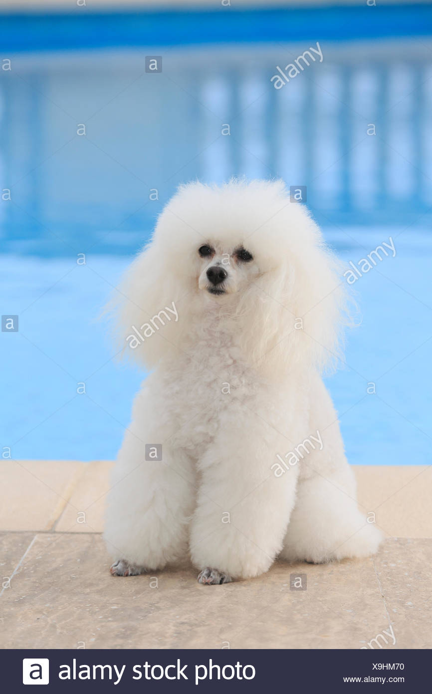 poodle pool