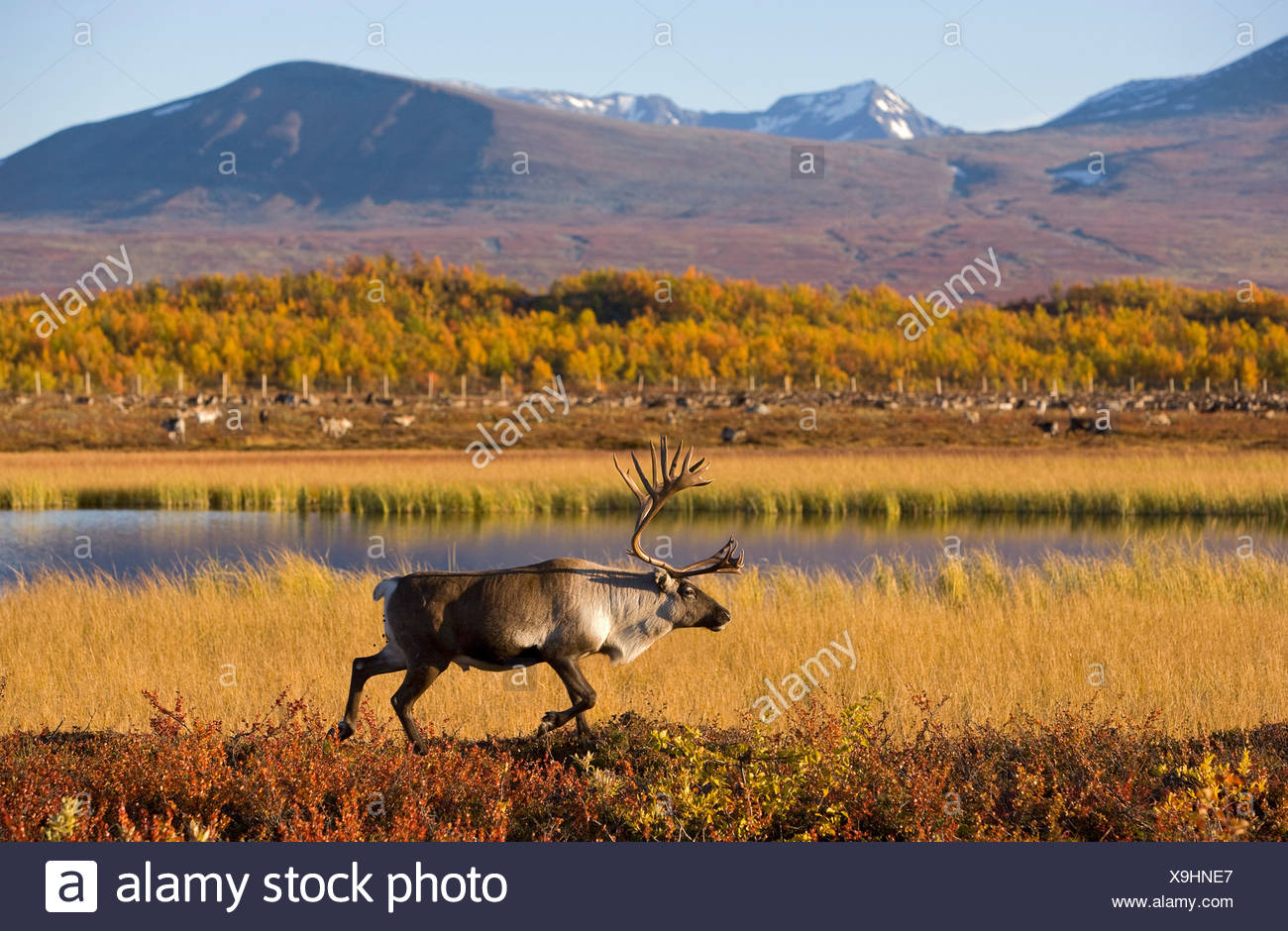 Sarek National Park Stock Photos & Sarek National Park Stock Images - Alamy