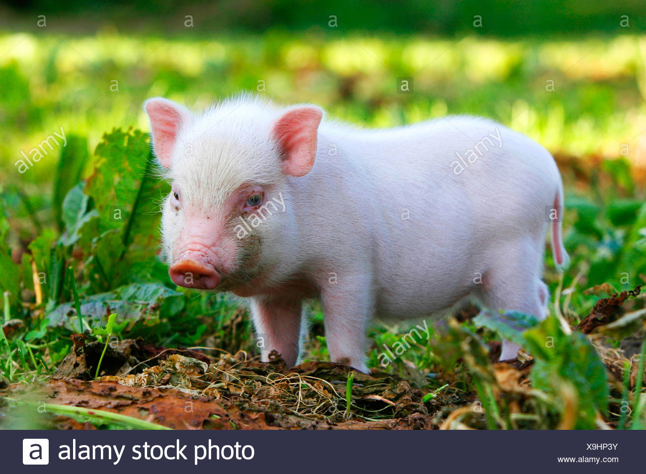 Mini Pig Stock Photo 281288335 Alamy