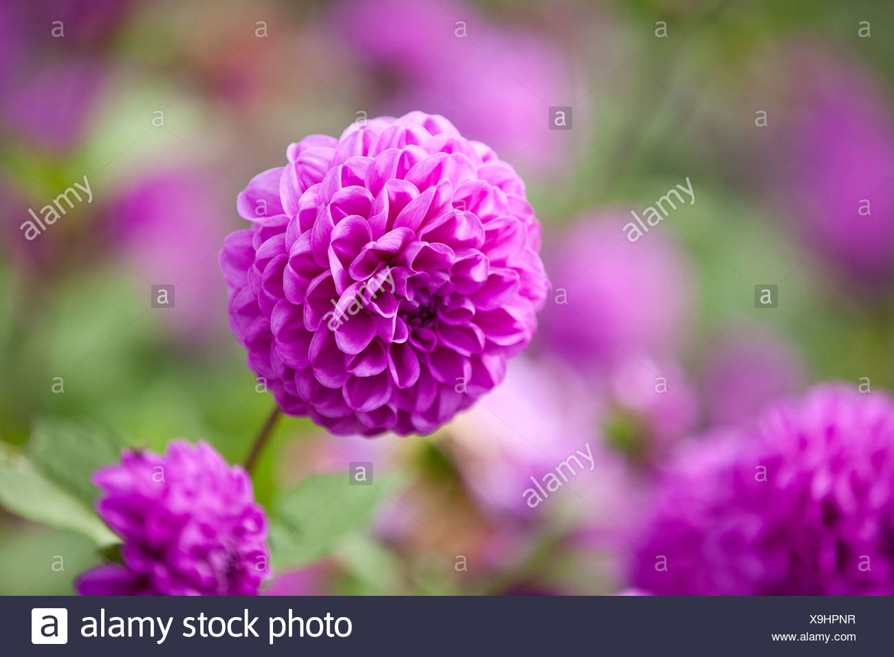 Dahlias Purple High Resolution Stock Photography and Images - Alamy