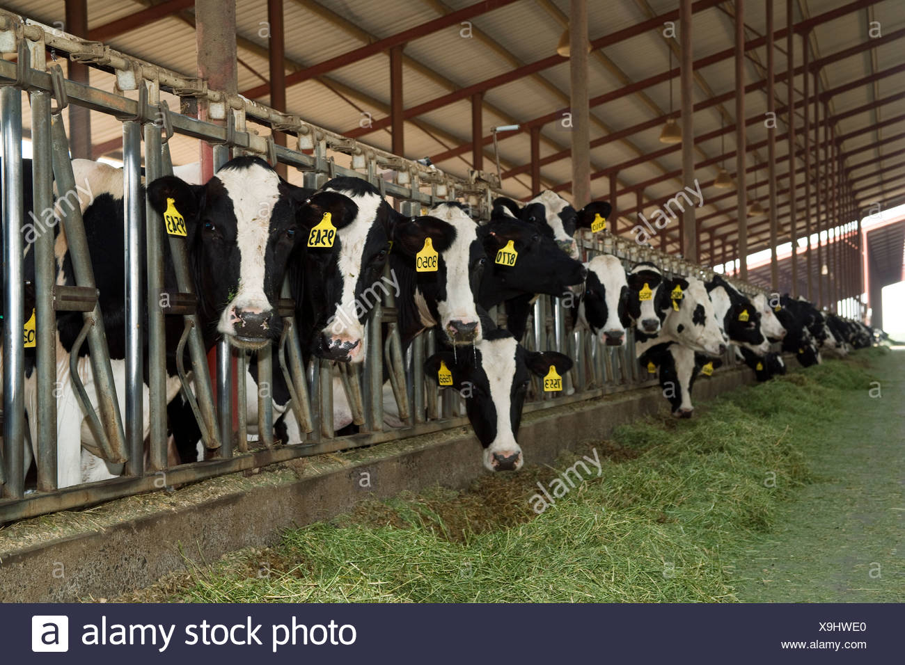 Curious Holstein Dairy Cows Feed On Silage In A Freestall Barn At A Large California Dairy San Joaquin Valley California Usa Stock Photo Alamy