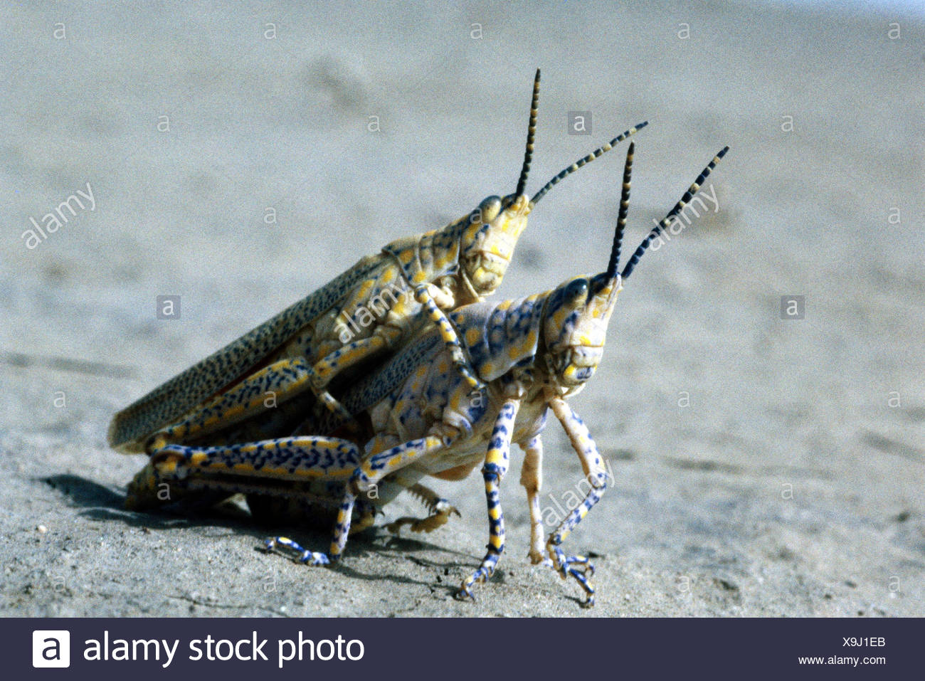 Desert Locusts Stock Photos & Desert Locusts Stock Images Alamy