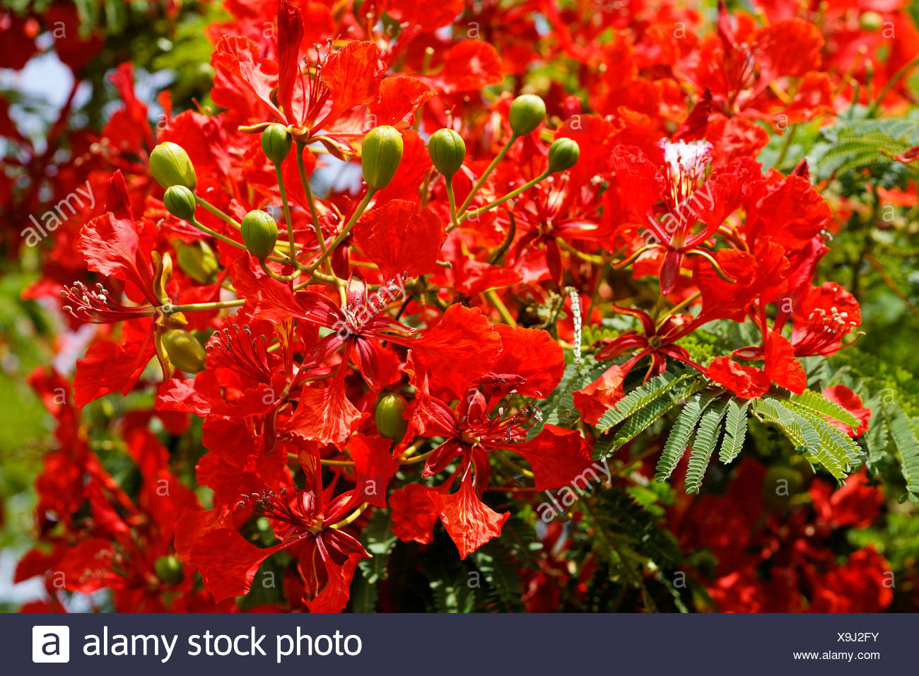 Royal Poinciana Or Flamboyant High Resolution Stock Photography and