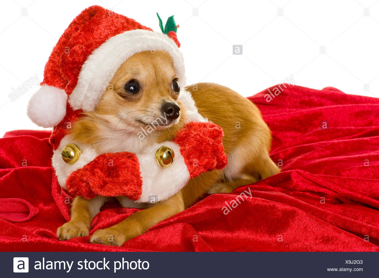 dog muzzle pet stock