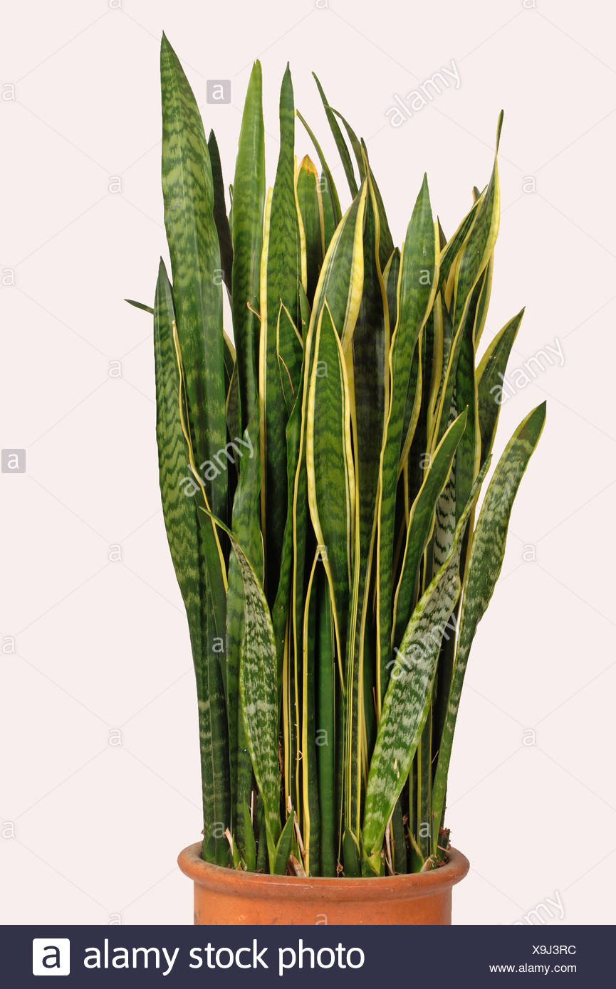 Snake Plant High Resolution Stock Photography And Images Alamy