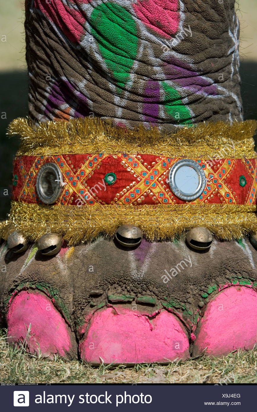 Elephant Toes Stock Photos & Elephant Toes Stock Images Alamy