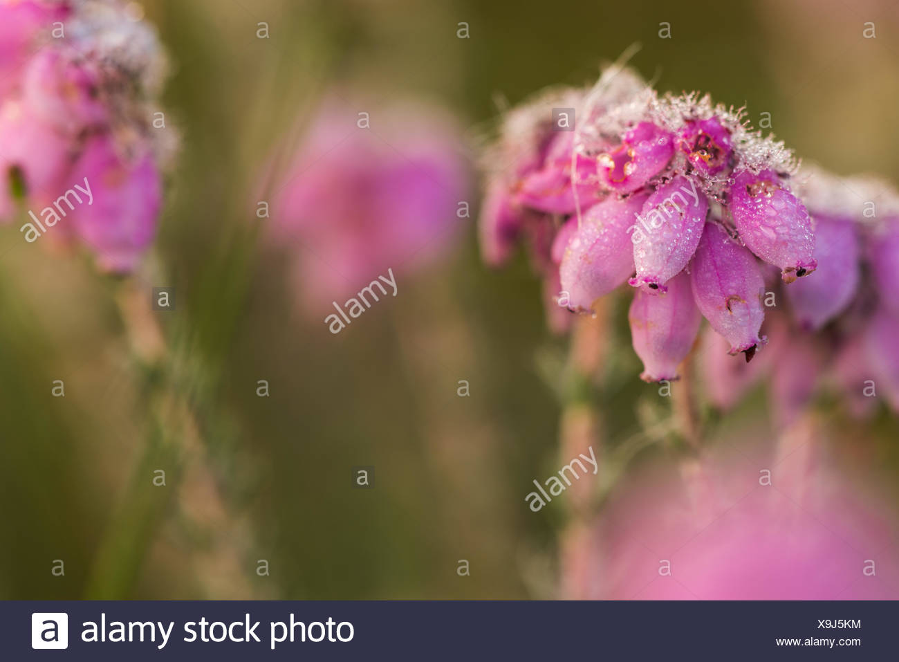 bog heather Stock Photo