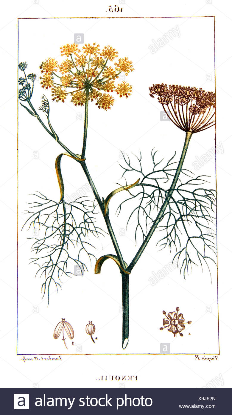 Foeniculum Vulgare Fennel Illustration Stock Photos & Foeniculum