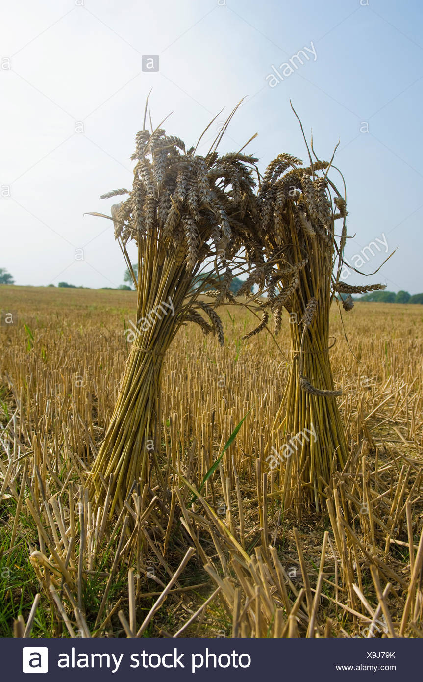 Sheaves Of Wheat High Resolution Stock Photography and Images Alamy