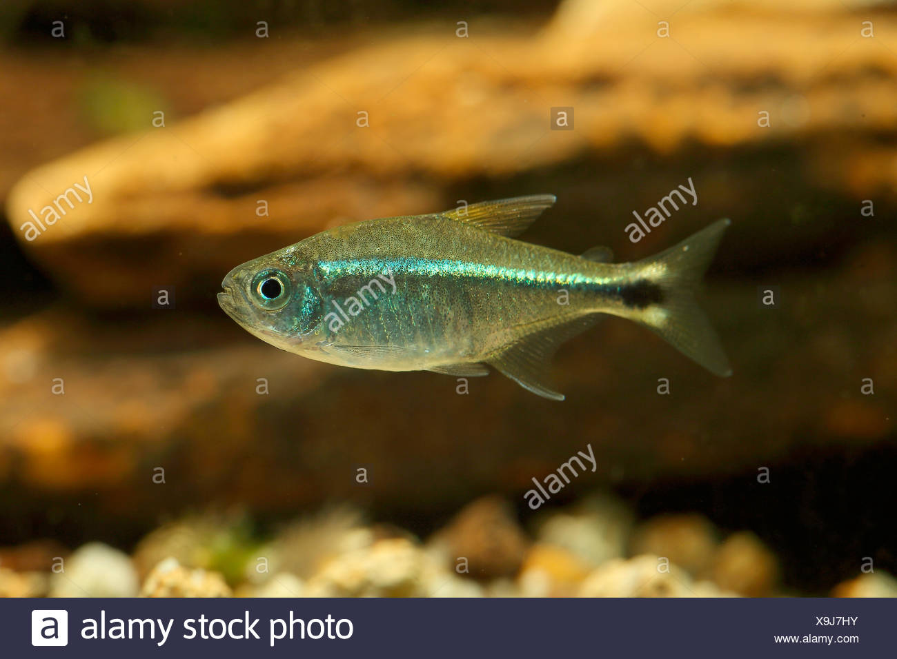 Gold Tetra High Resolution Stock Photography and Images - Alamy