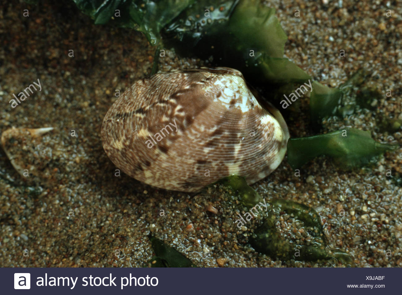 Venus Paphia High Resolution Stock Photography and Images Alamy