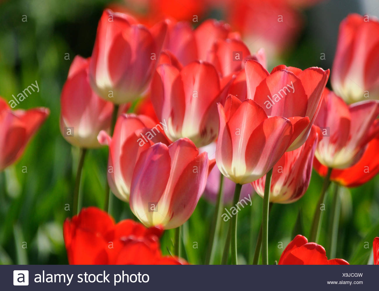 Tulpen Tulpe Tulipa Rot Garten Gartenblume Gartenblumen