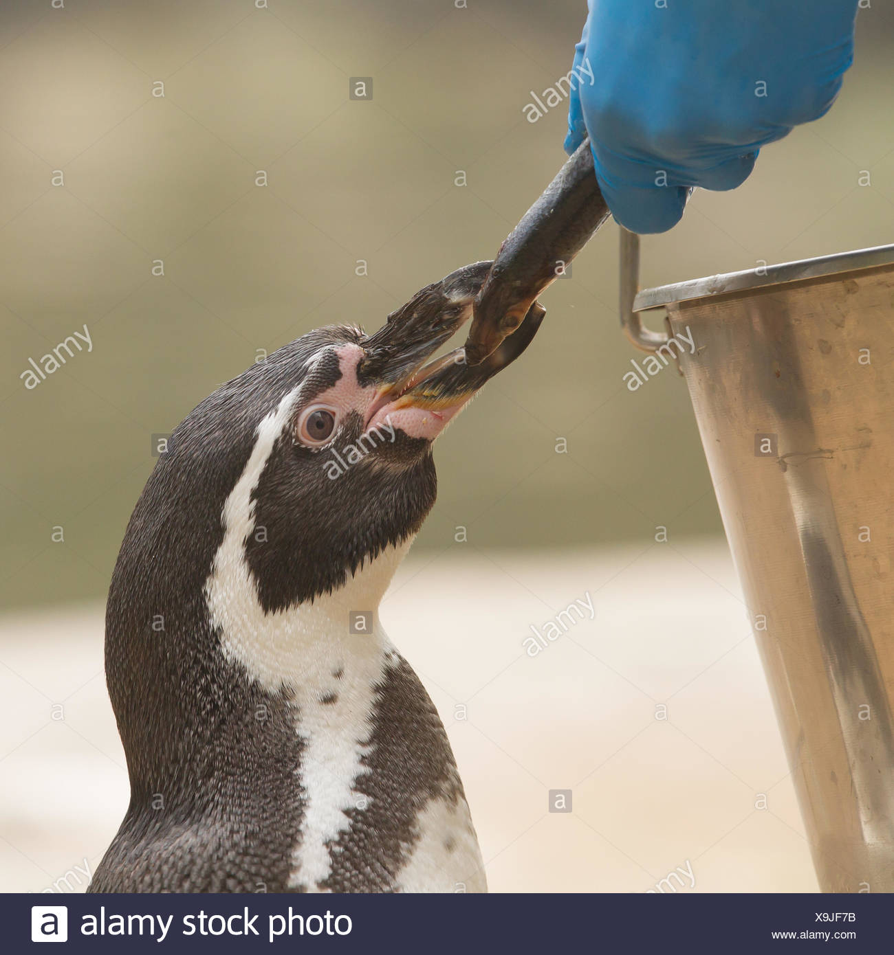 Penguin Eating Fish High Resolution Stock Photography and Images - Alamy