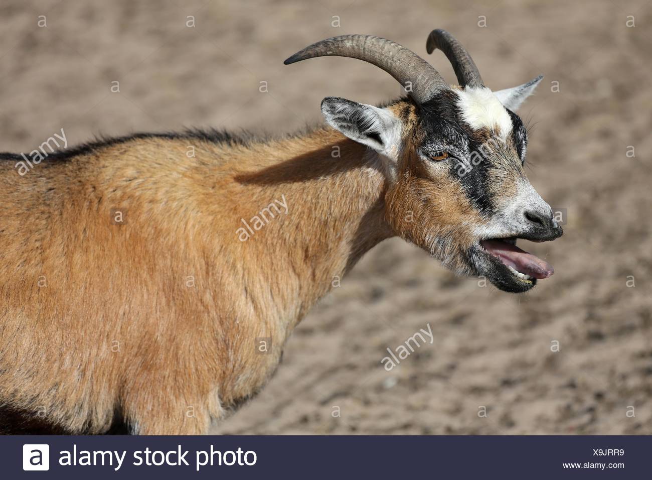 Bleating Goat Stock Photo Alamy