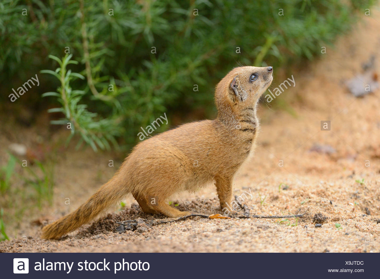 Yellow Mongoose Cynictis Penicillata Baby Stock Photo Alamy