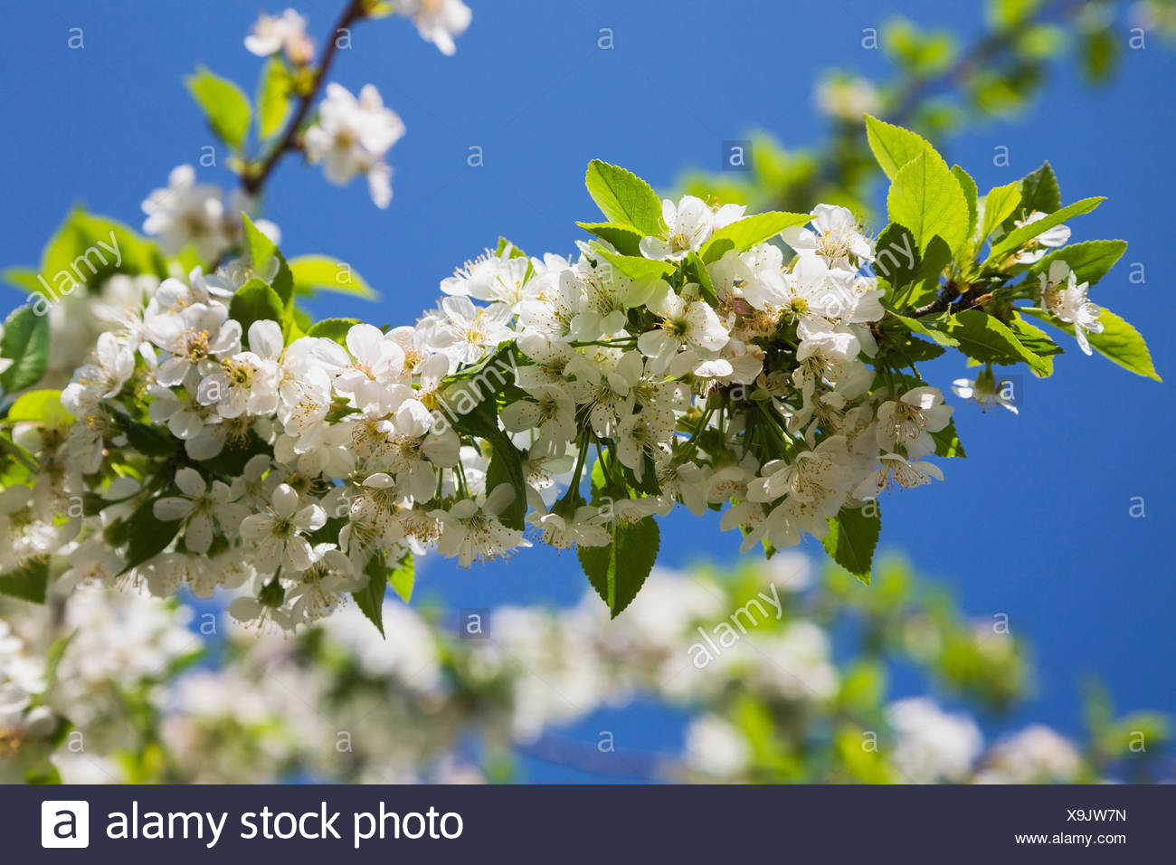 Dwarf Sour Cherry Tree High Resolution Stock Photography And Images Alamy