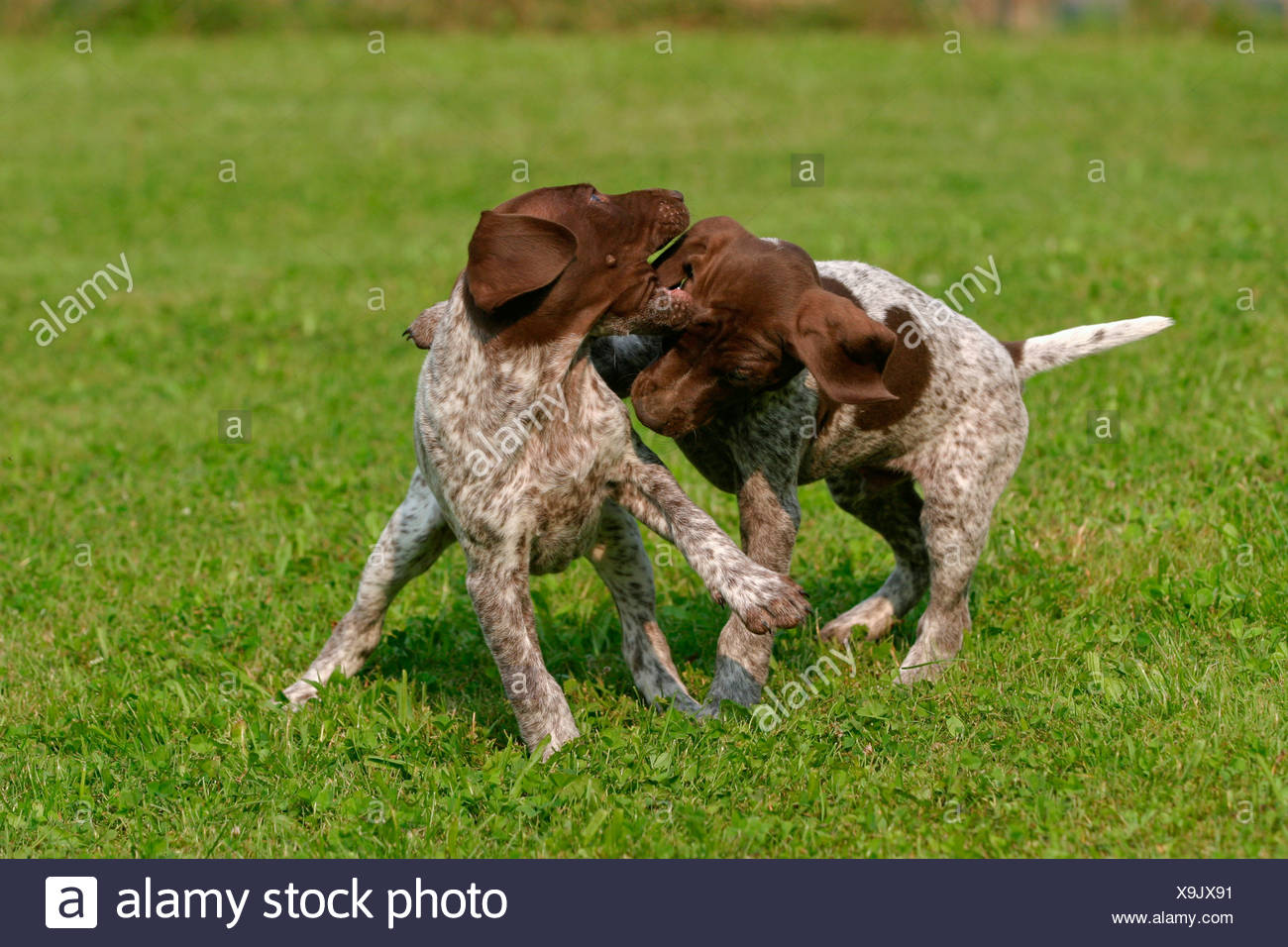 Deutsch Kurzhaar Welpen German Shorthaired Pointer Puppies Stock