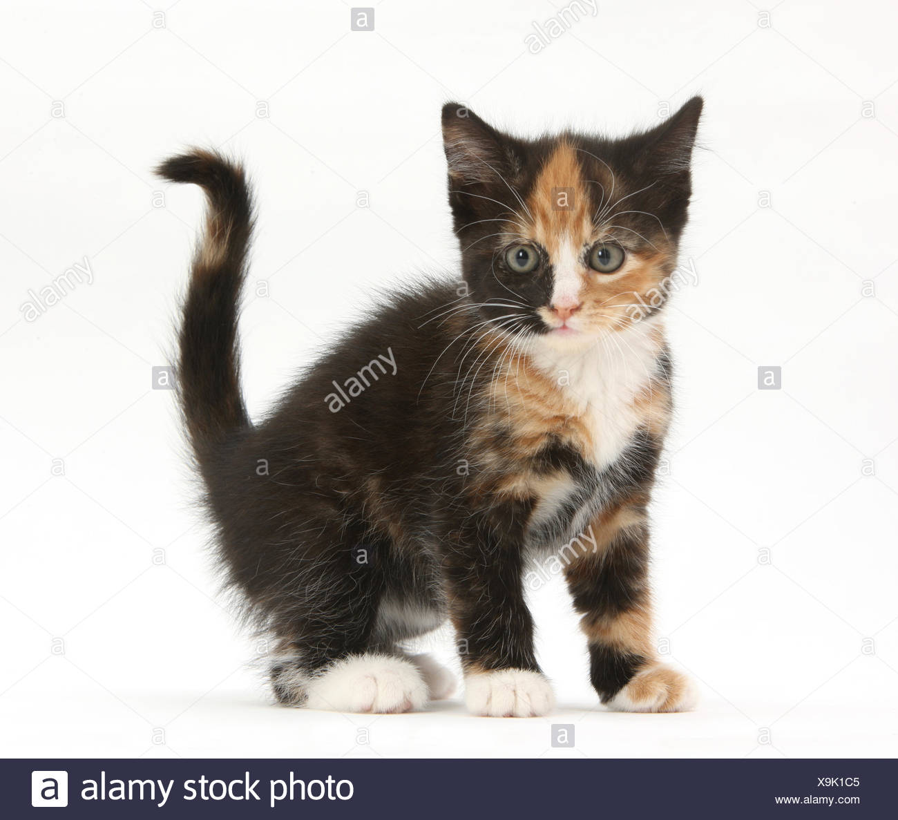 tortie kittens for sale