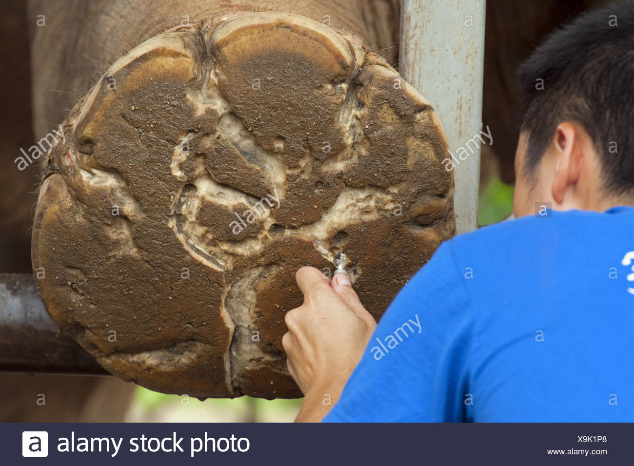 Bottom Of Elephant Foot Stock Photos & Bottom Of Elephant Foot Stock