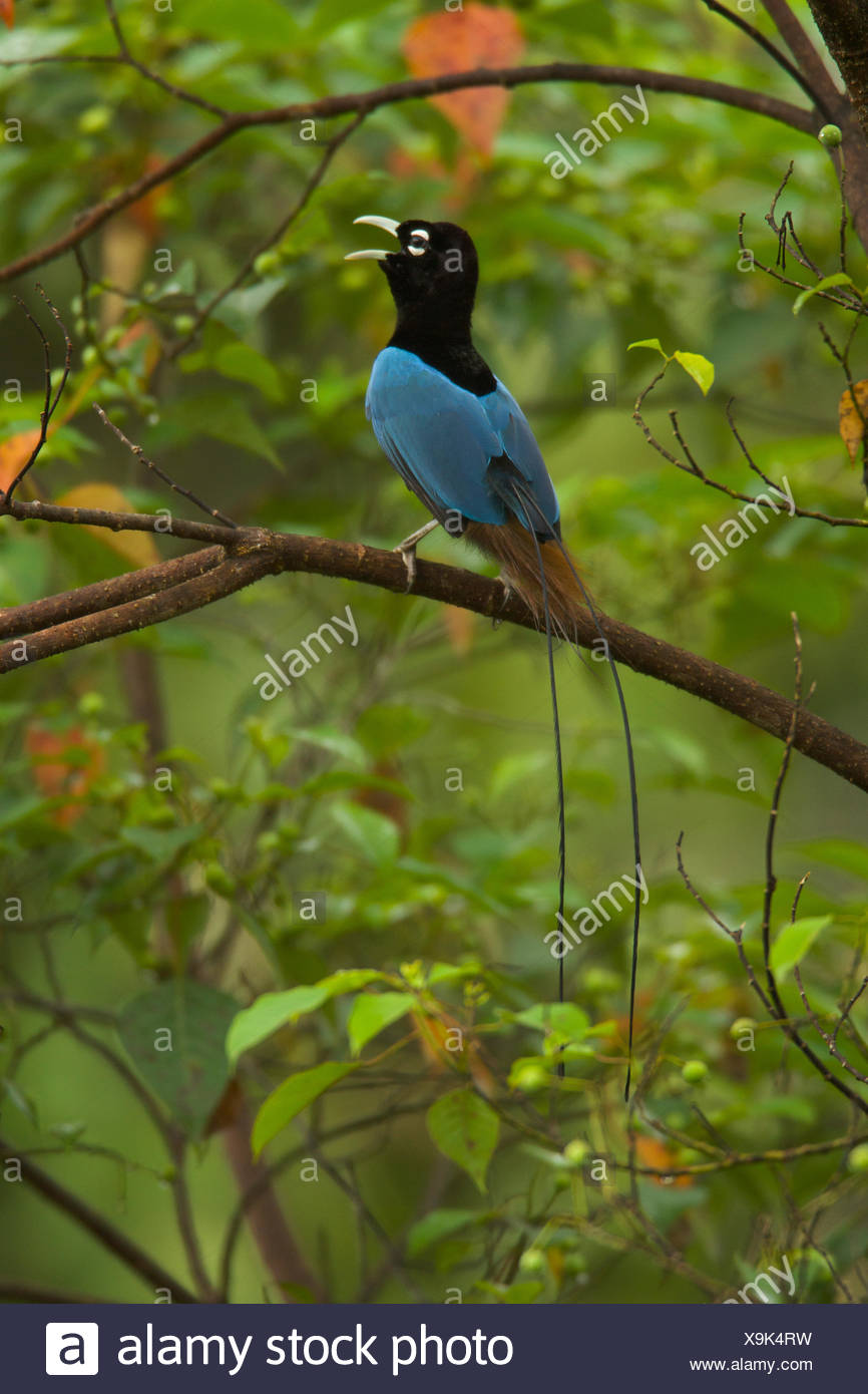 A Male Blue Bird Of Paradise Calling Stock Photo Alamy