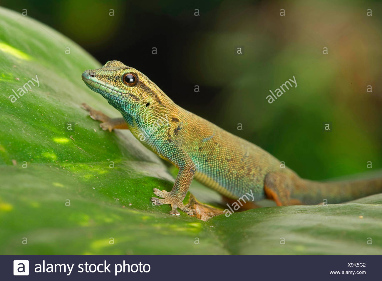 Electric Blue Day Gecko High Resolution Stock Photography and Images