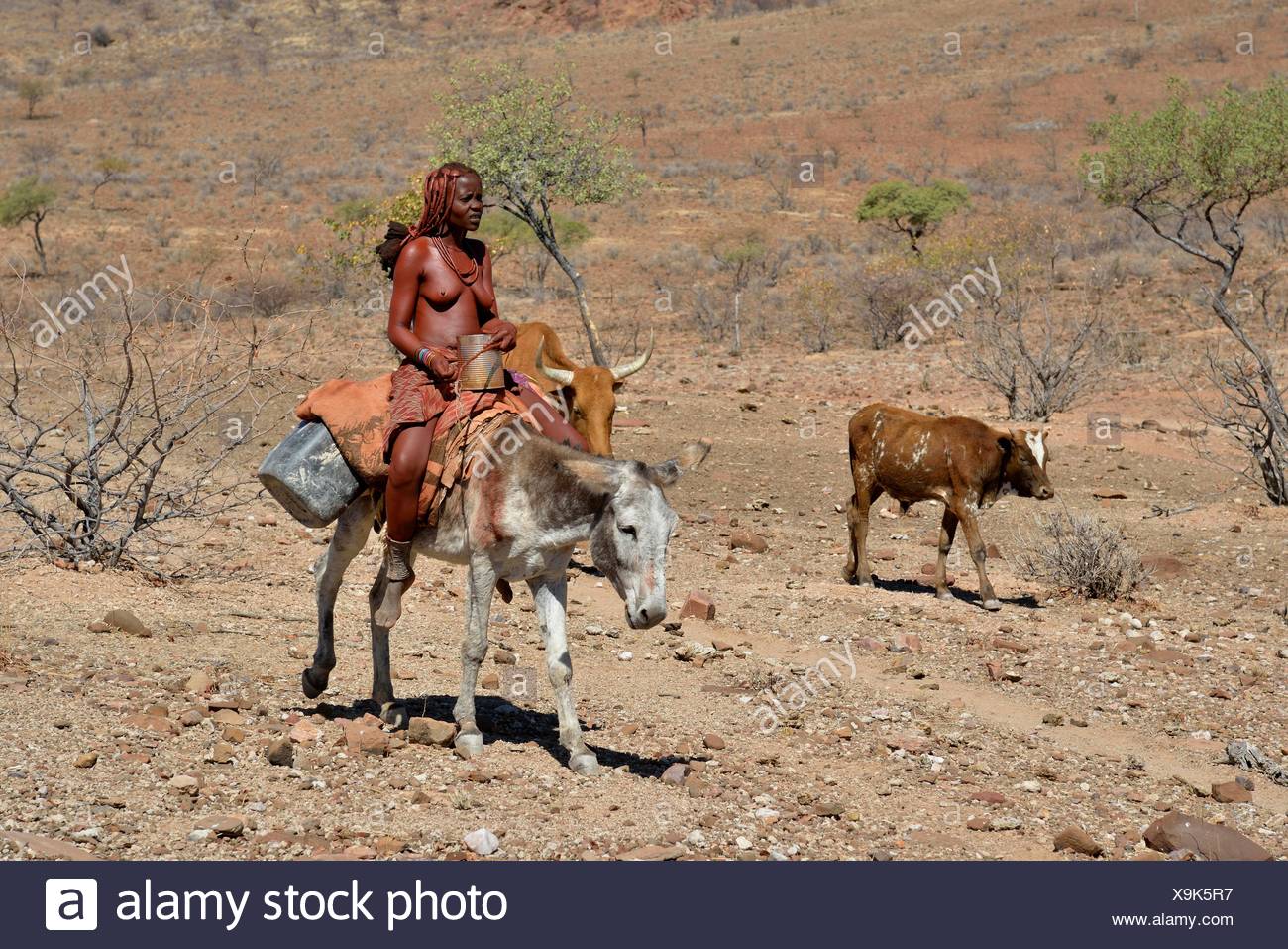 Cattle Farming Namibia Stock Photos & Cattle Farming Namibia Stock