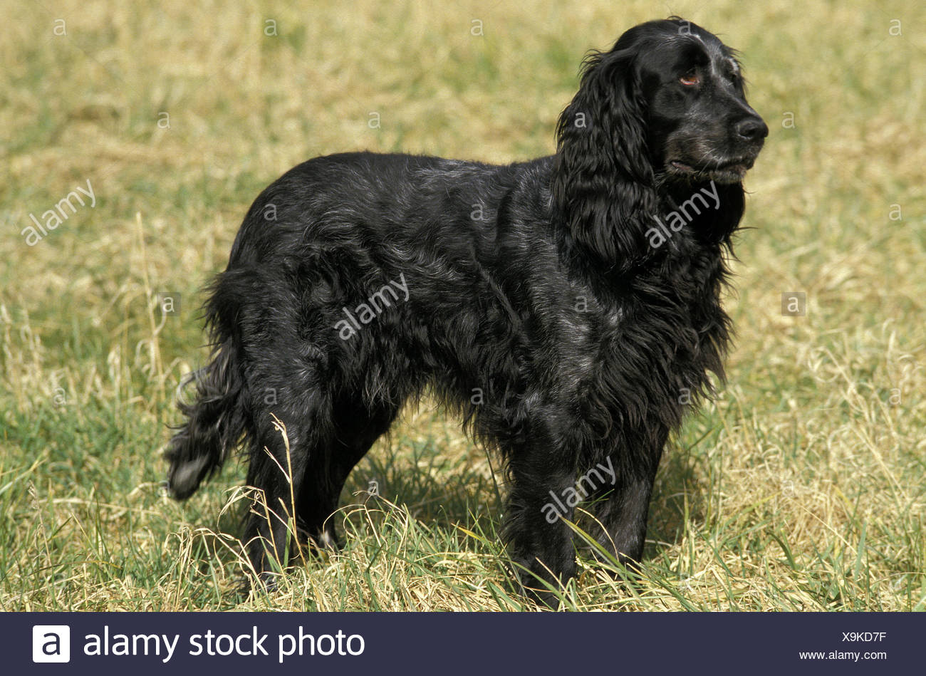 Blue Picardy Spaniel Dog On Grass Stock Photo Alamy