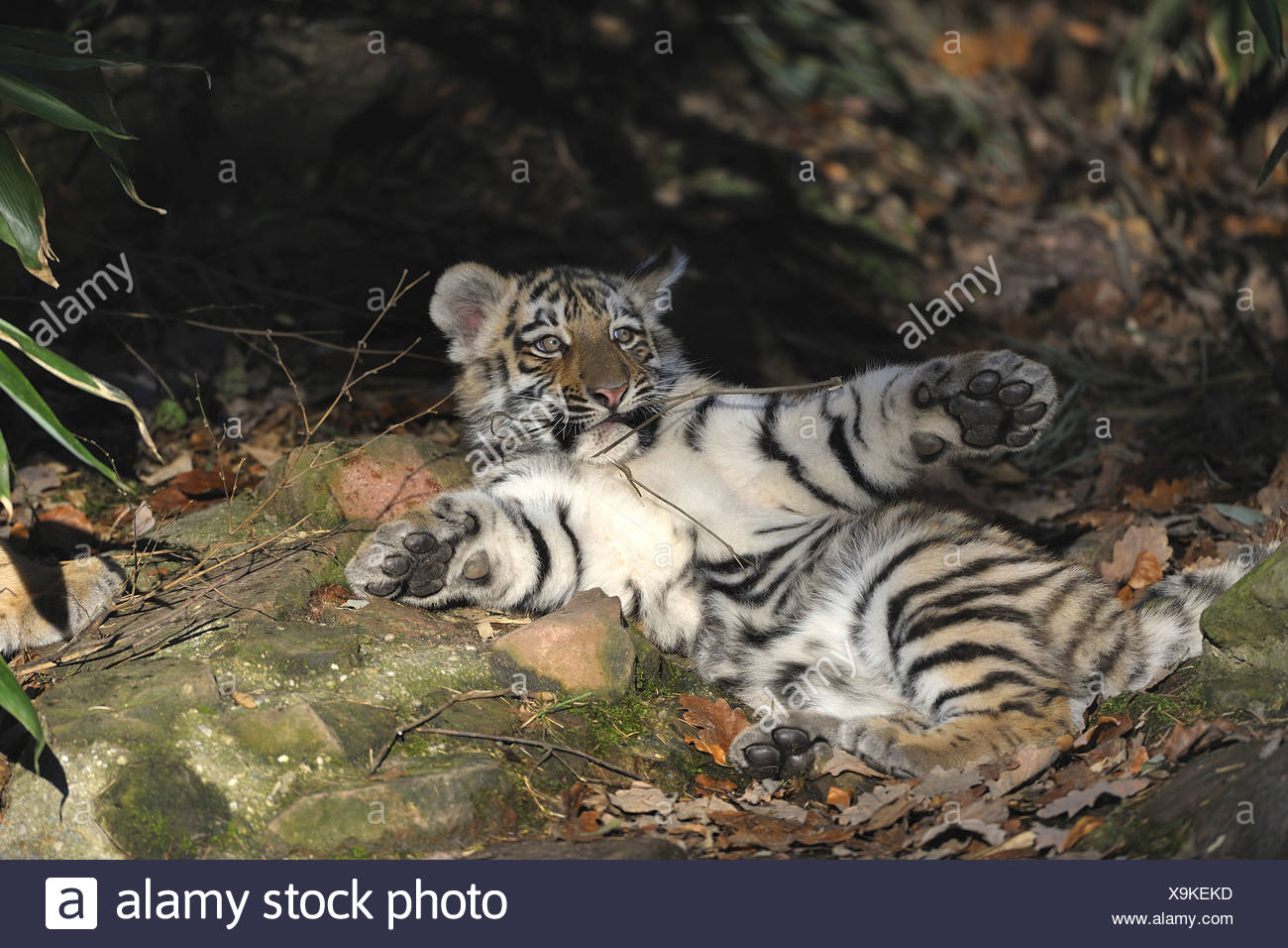 Paw Siberian Tiger Panthera Tigris Stock Photos Paw Siberian