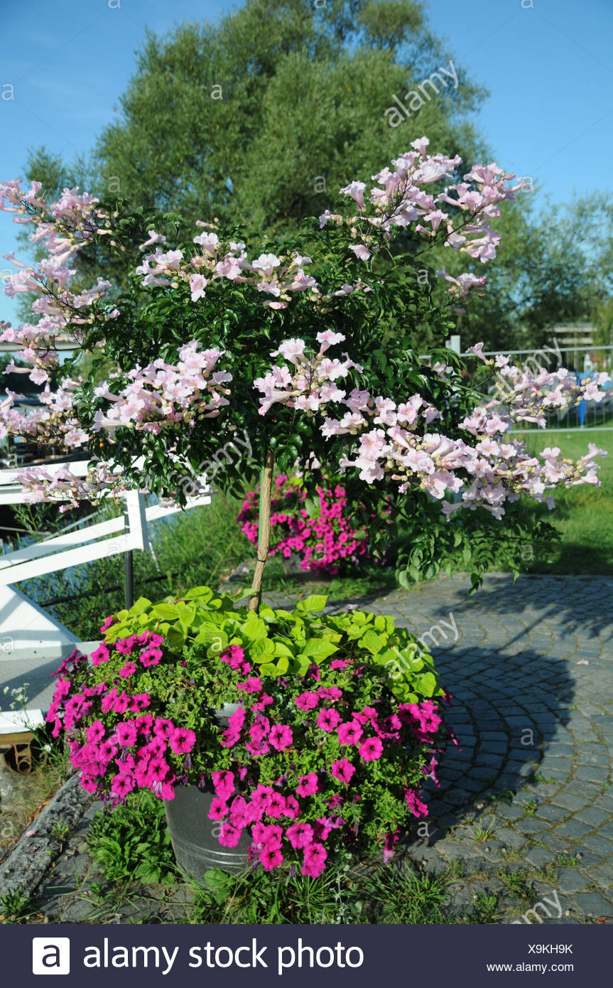 Bower vine Stock Photo