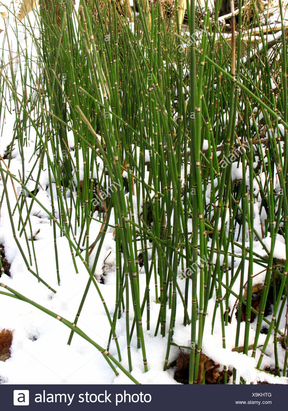 Rough Horsetail Scouring Rush Equisetum Hyemale Sprouts In Winter With Snow Stock Photo Alamy