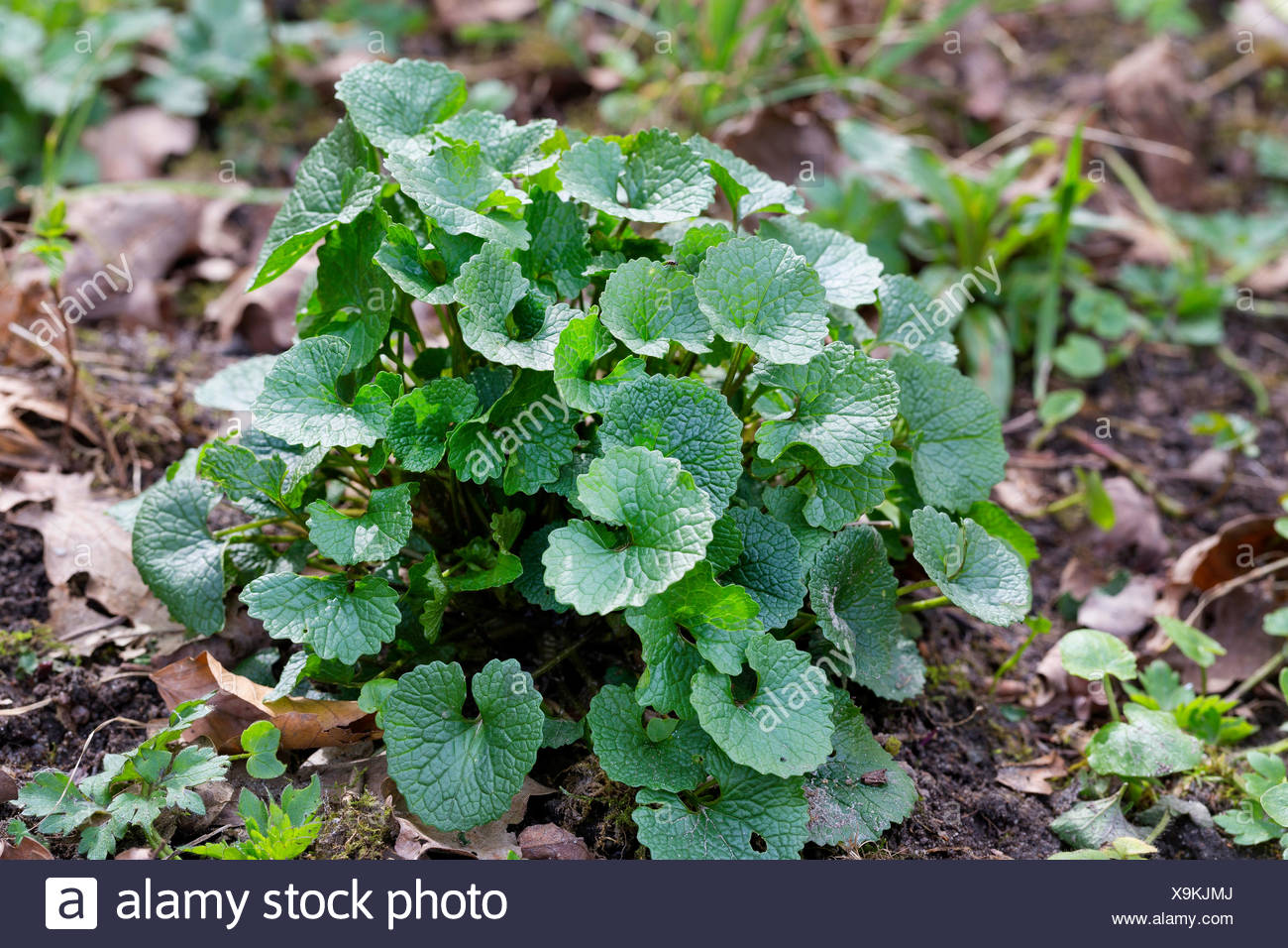 Rauke Knoblauchrauke Alliaria petiolata