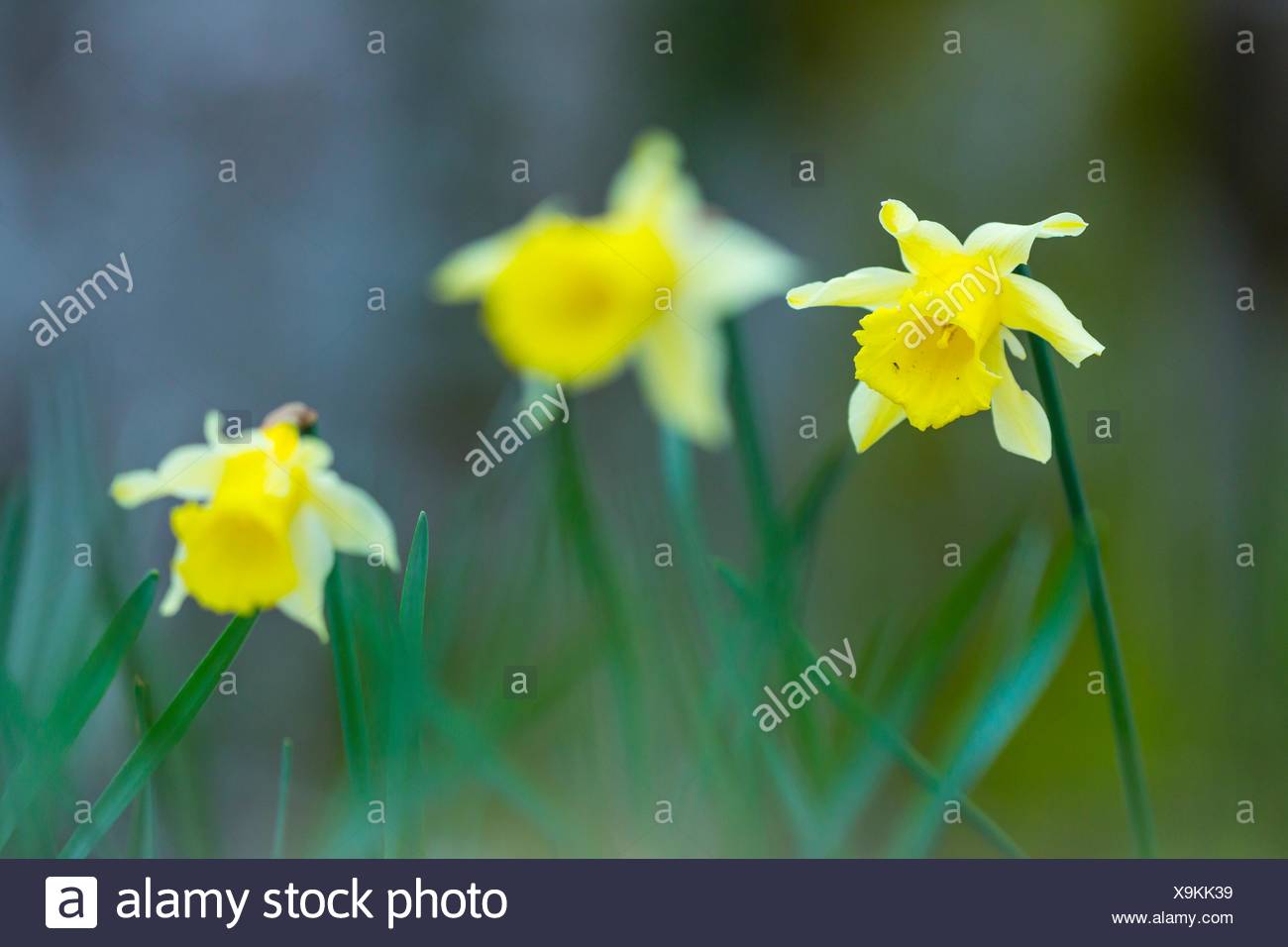 Spanish Daffodil Stock Photos & Spanish Daffodil Stock Images Alamy