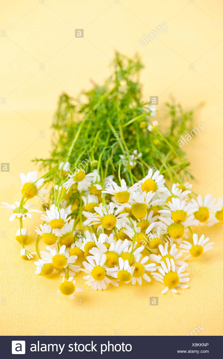 Bunch Of Fresh Chamomile Flowers On Yellow Background Stock Photo Alamy