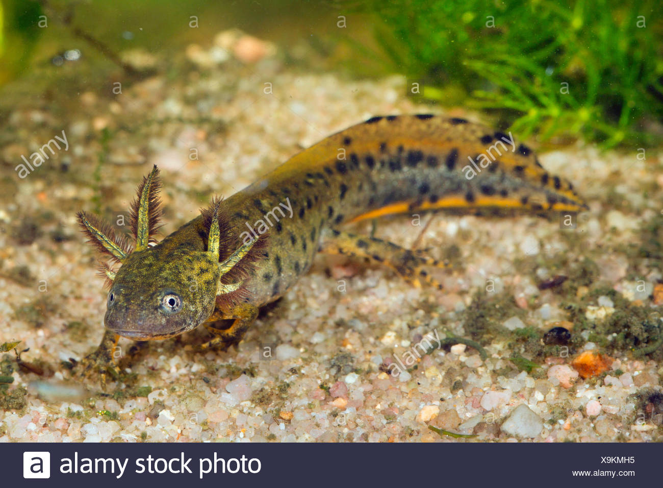 Larve Molch High Resolution Stock Photography And Images Alamy