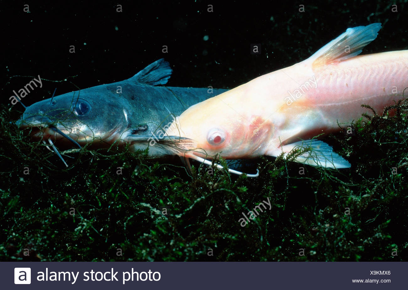 Horned Pout Stock Photos & Horned Pout Stock Images Alamy